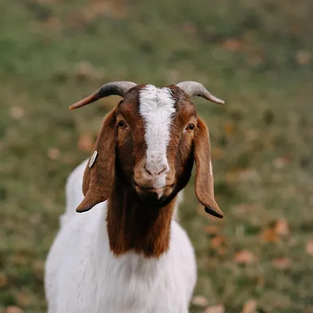 Jestrebi